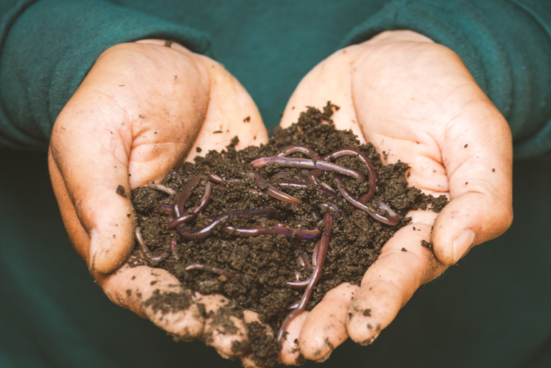 Home Composting Worms