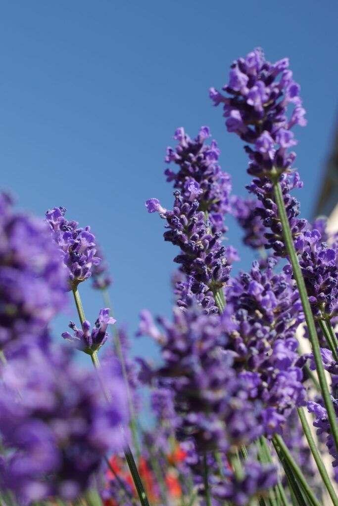Sustainable Gardening Lavender